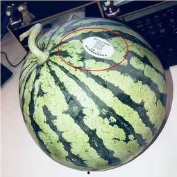 网红卞某吃瓜,揭秘网络红人的真实一面 网红卞某吃瓜,揭秘网络红人的真实一面